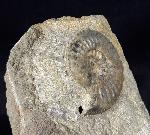 Amaltheus (Amaltheus) margaritatus DE MONTFORT 1808 - Bild © FossNet FossilienStore